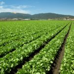 this agronomic image shows a field of lettuce.