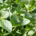 This agronomic image shows soybean leaves