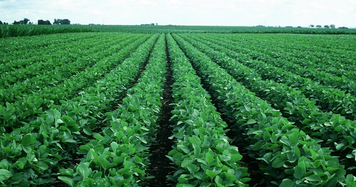 This agronomic image shows soybean rows.