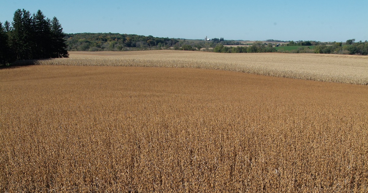 This agronomic image shows corn and soybean fields