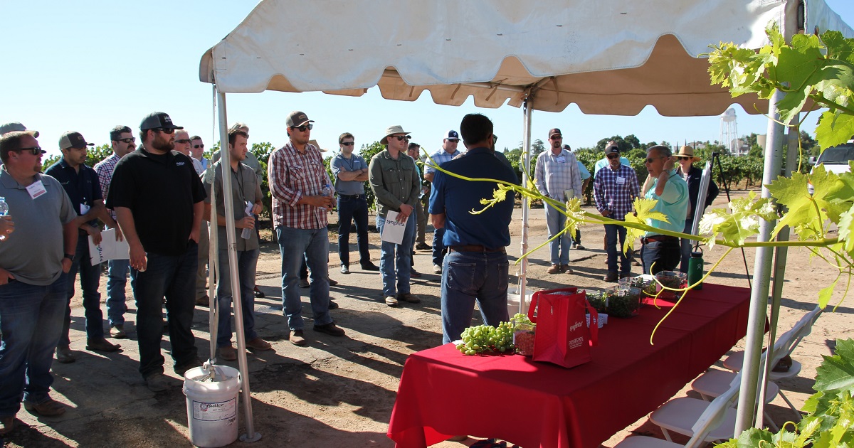 Attendees at the June 2019 Grow MoreTM Experience event in Fresno, CA, listen as Syngenta agronomist Garrett Gilcrease discusses the Miravis Prime® fungicide grapes field trial.