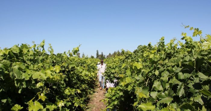 Attendees walk the field and see firsthand results of the Miravis Prime trial in grapes. 