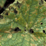 A photo of a cucumber leaf with downy mildew spots.