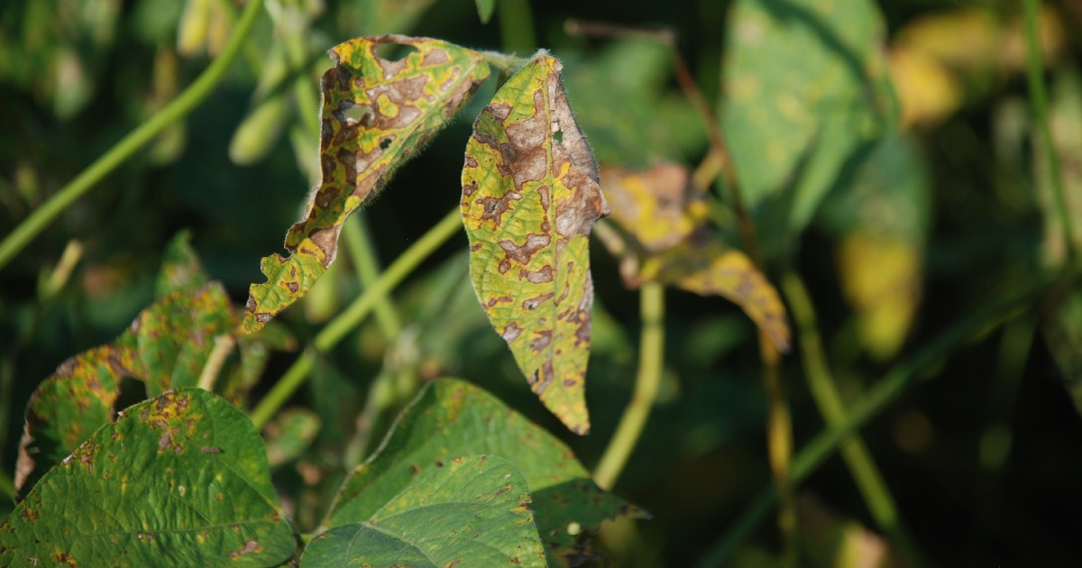 This agronomic image shows damaged soybean leaves from sudden death syndrome.
