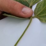 This agronomic image shows spider mites on a soybean stem
