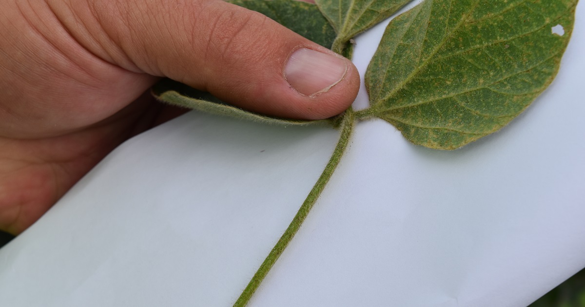 This agronomic image shows spider mites on a soybean stem
