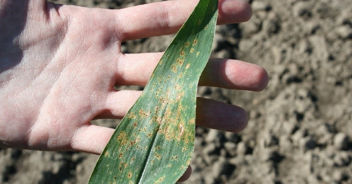 this agronomic image shows common rust