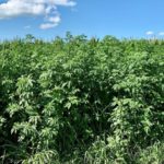 This agronomic image shows giant ragweed