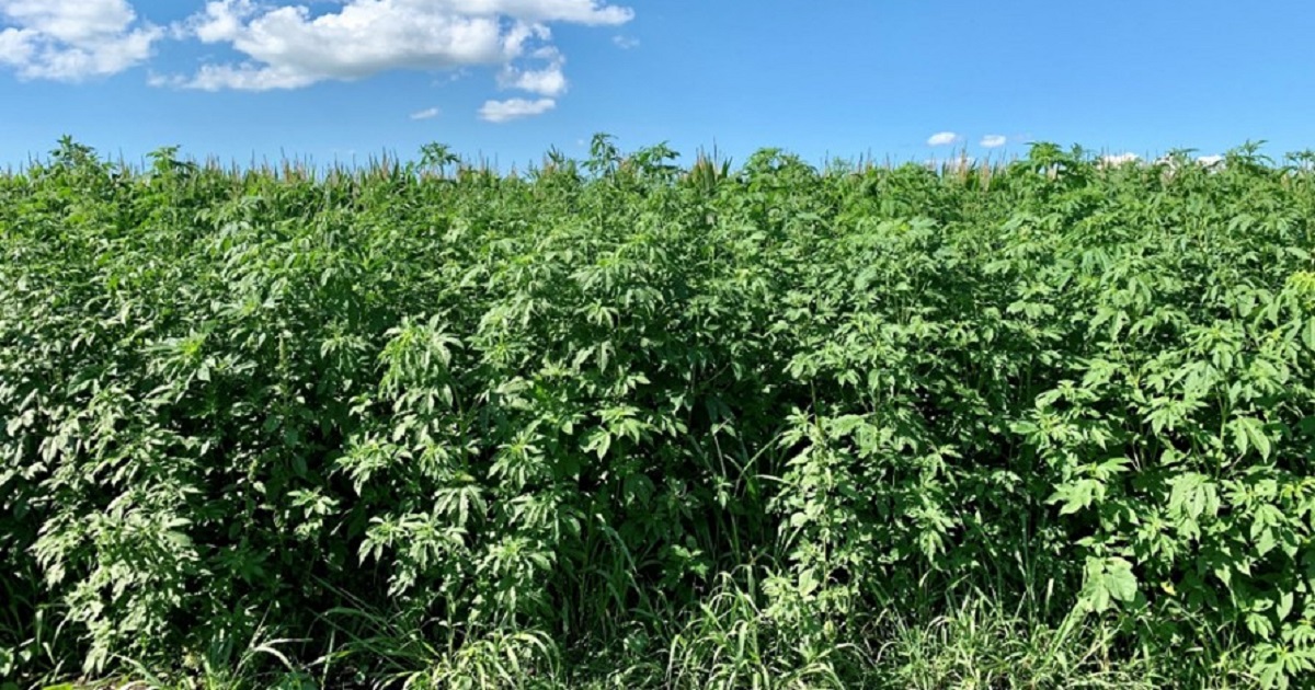 This agronomic image shows giant ragweed