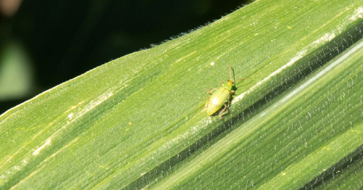 This agronomic image shows a corn rootworm beetle