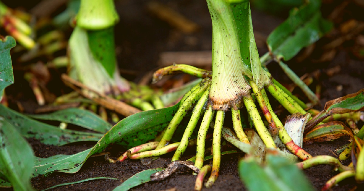 This agronomic image shows corn braceroot