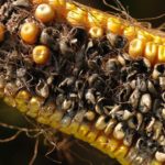 This agronomic image shows kernel rot in corn
