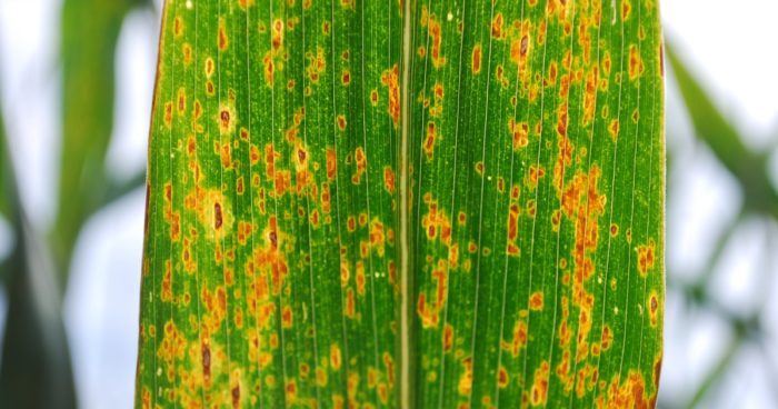 This agronomic image shows A build-up of GLS lesions create a traffic jam, disrupting the flow of nutrients down the leaf and into the plant.