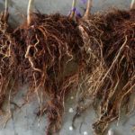 This agronomic image shows almond tree roots treated with Ridomil Gold SL.