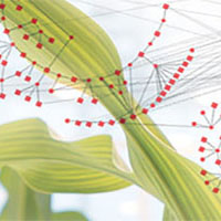 Scientists Use Innovation to Accelerate Seed Technologies