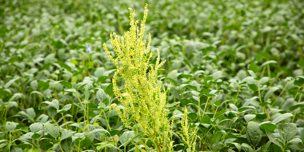 A picture of a waterhemp plant weed, a pigweed, in a soybean field.