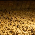This agronomic image shows stored potatoes.