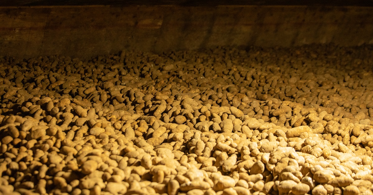 This agronomic image shows stored potatoes.