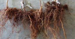 This agronomic image shows almond tree roots untreated.