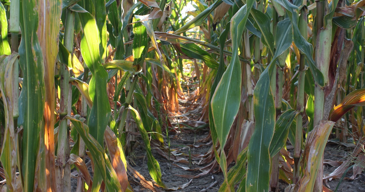 Rows of corn from a field treated with only a post-emergence application of Acuron® and Roundup PowerMAX® herbicide show thinner stalks and weaker pollination from early season weed damage.