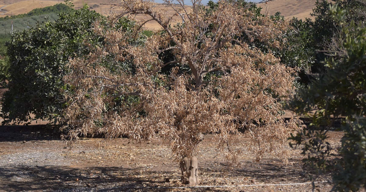 this agronomic image shows a dead citrus tree caused by phytophthora