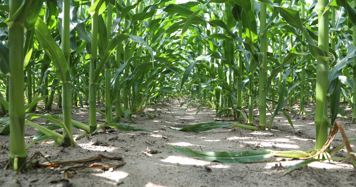 This agronomic image shows a clean corn row