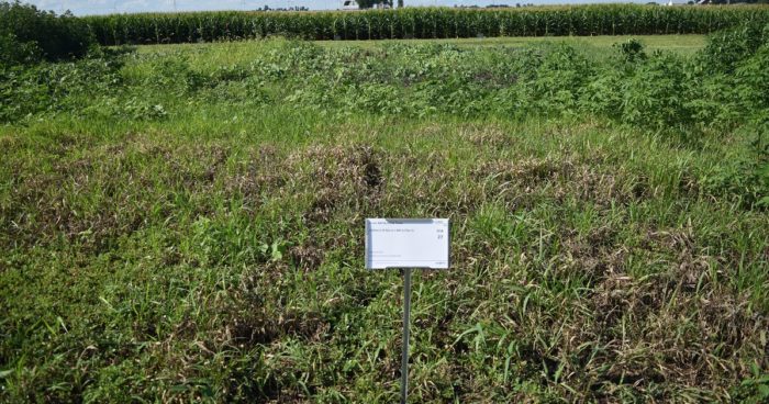 A bare-ground trial plot featuring Callisto® and bicyclopyrone, 2 of the Group 27 site of action components in Acuron® corn herbicide, highlight the importance of using effective and overlapping sites of action. Photo taken 95 DAT.