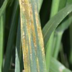 This agronomic image shows stripe rust