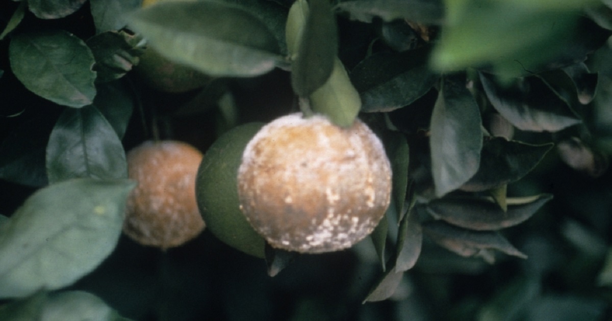 this agronomic image shows citrus brown rot