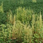 This agronomic image shows pigweed
