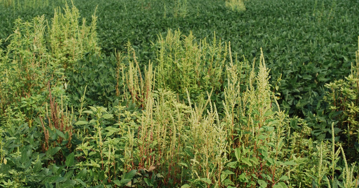 This agronomic image shows pigweed