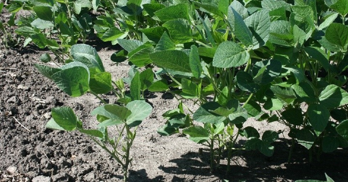 Adverse weather conditions paired with some herbicides can cause crop injury early in the season.