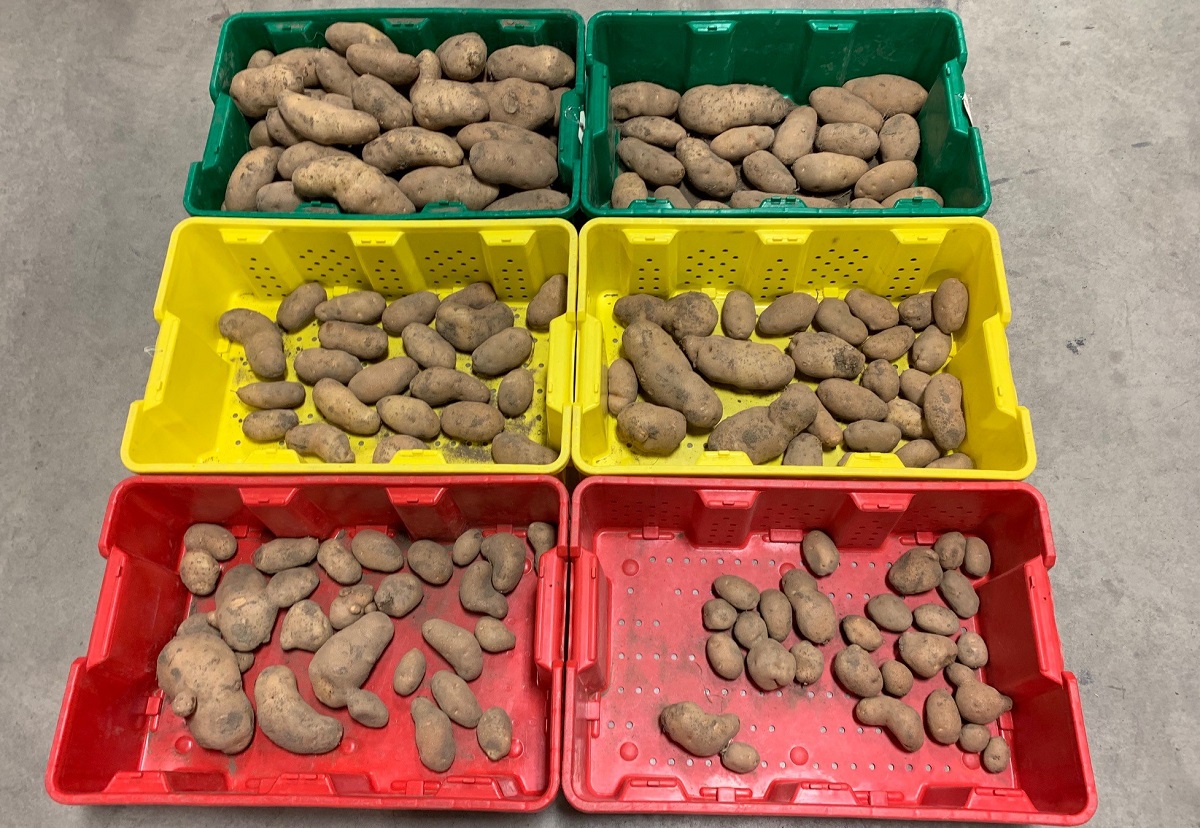 This agronomic image compares potato products
