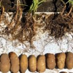 This agronomic image shows young and adult potatoes from the Ephrata, WA Grow More Experience site