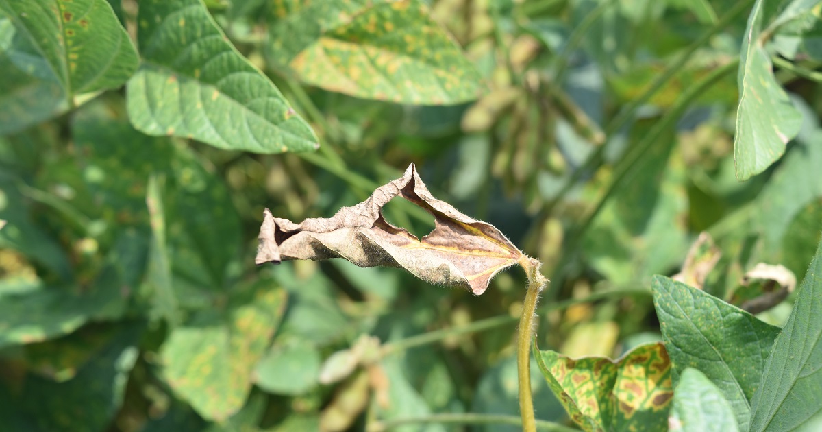 This agronomic image shows sudden death syndrome in soybeans.