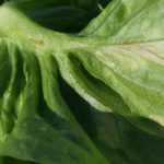This agronomic image shows downy mildew in lettuce