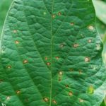 This agronomic image shows frogeye leaf spot