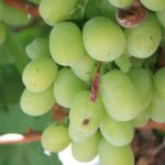 This agronomic image shows botrytis in grapes