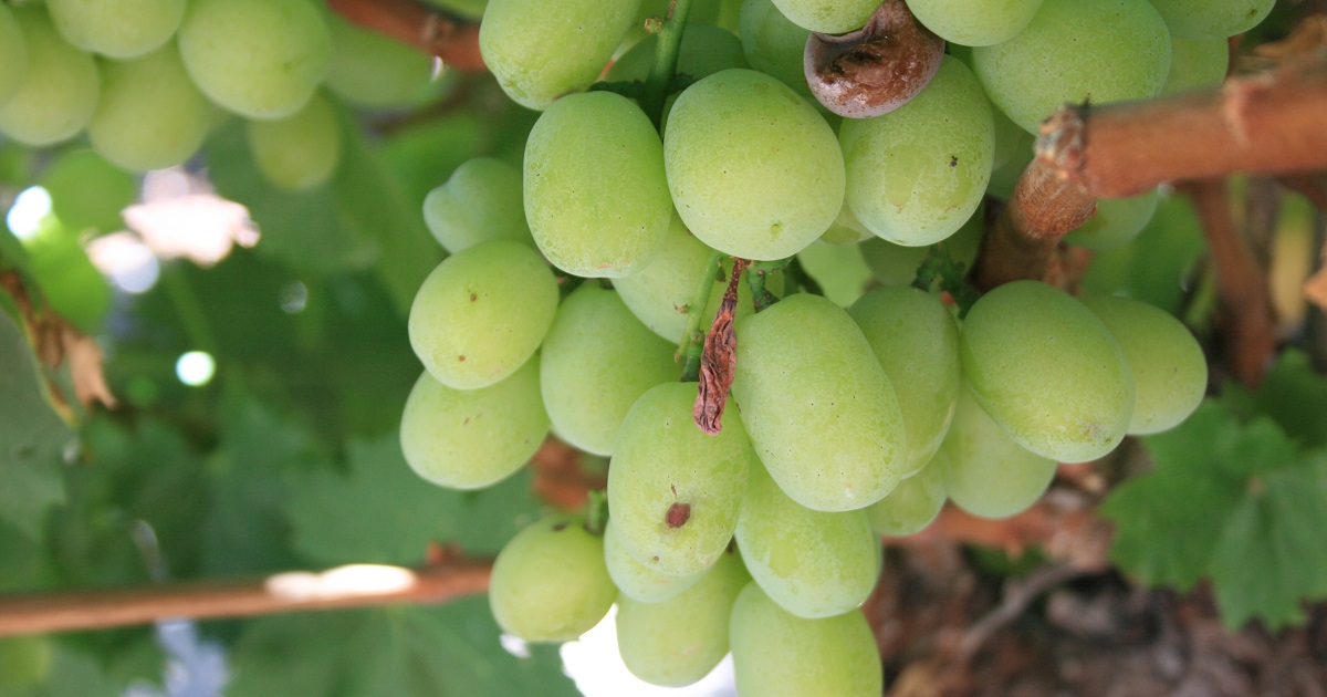 This agronomic image shows botrytis in grapes