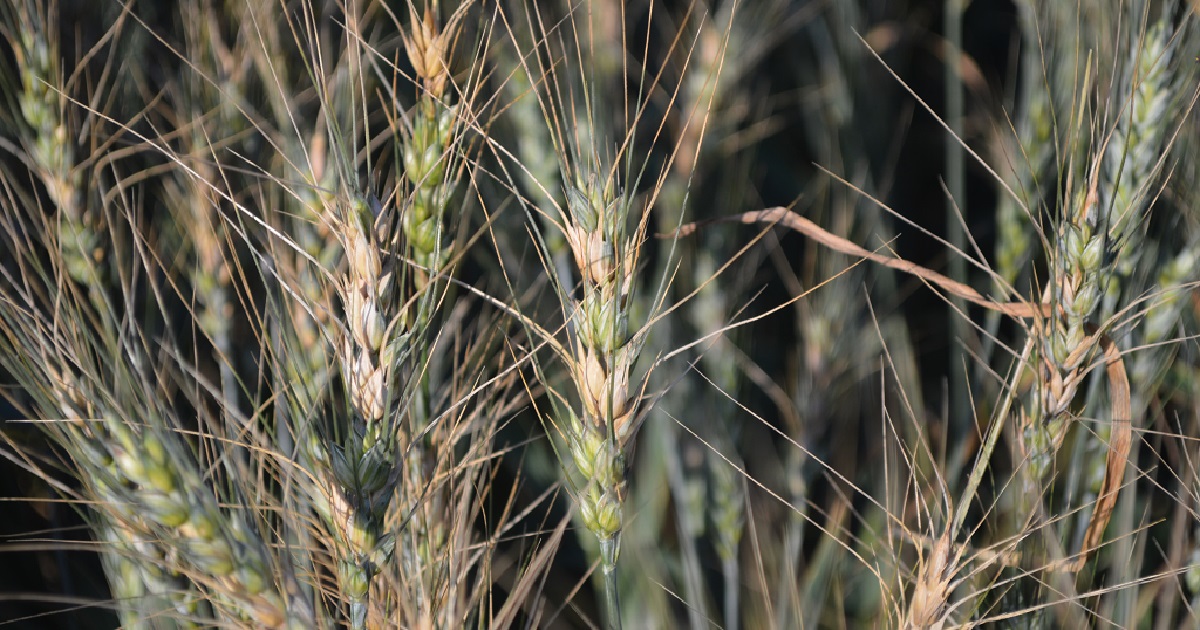 This agronomic image shows head scab in wheat.