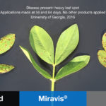 this agronomic image shows peanut leaf spot comparison in University of Georgia trial