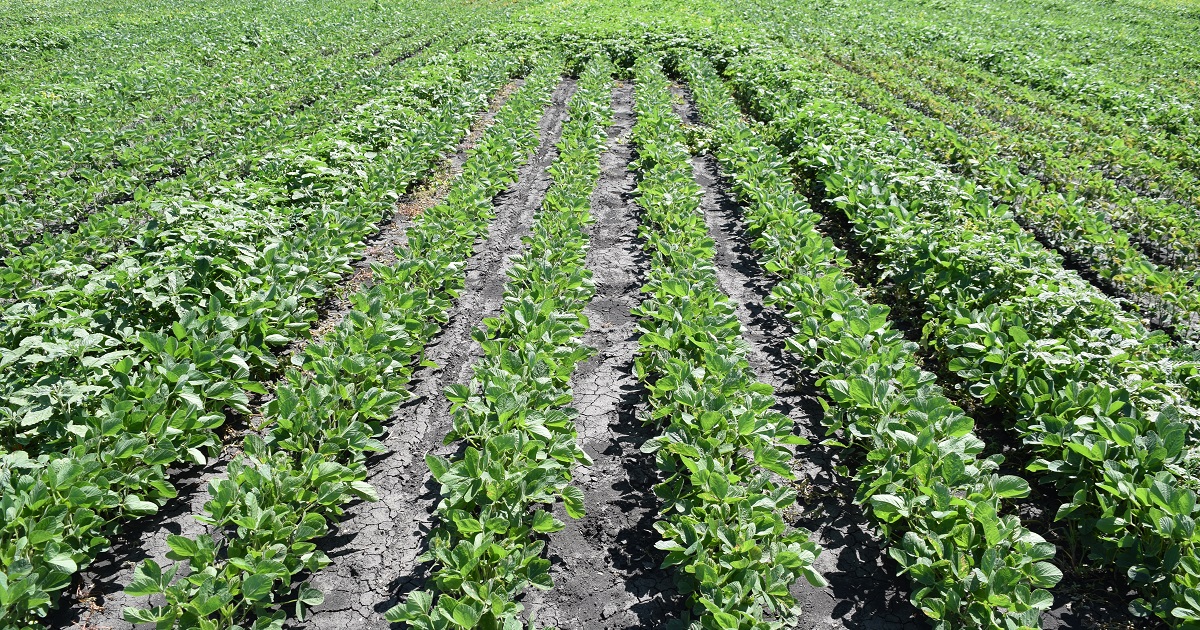 This agronomic image shows A clean soybean row featuring a 2-pass program of Prefix® herbicide applied preemergence followed by Tavium® Plus VaporGrip® Technology herbicide.