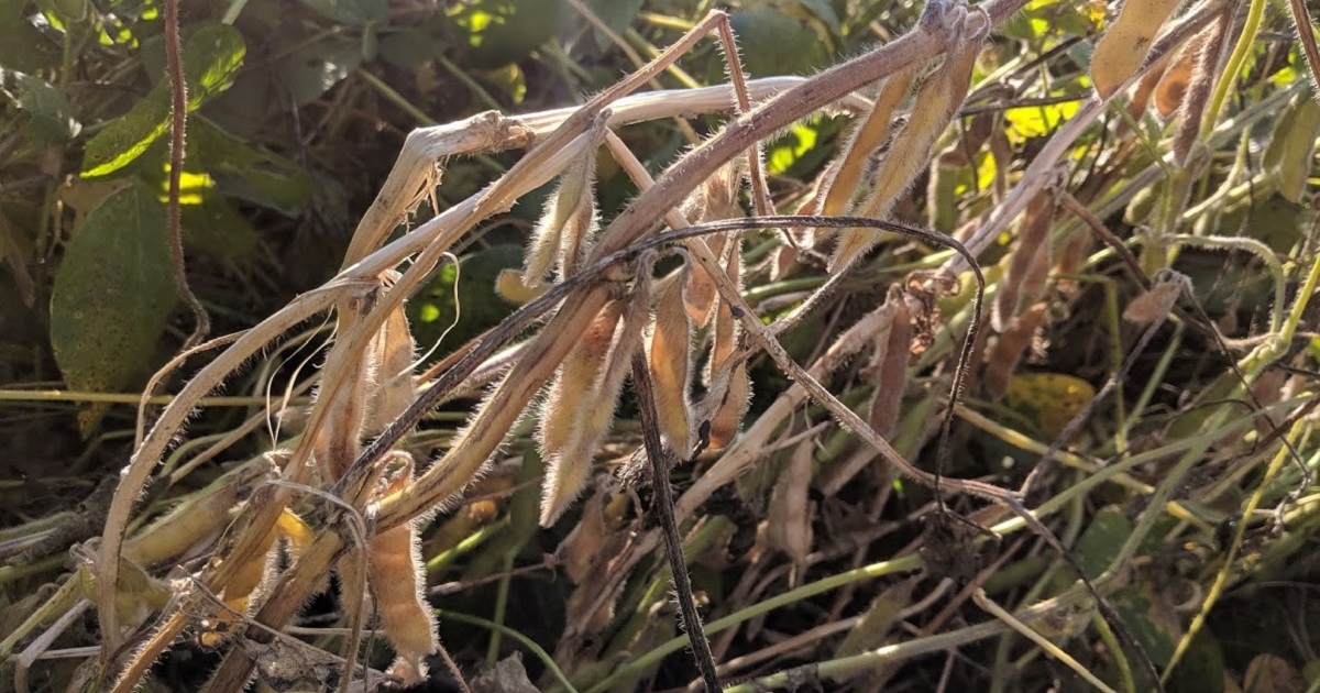 This agronomic image shows white mold on soybeans