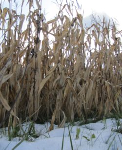 This agronomic image shows snow in Midwest corn fields