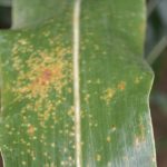This agronomic image shows Southern rust