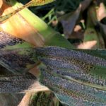 this agronomic image shows tar spot in corn