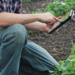 This agronomic image shows a grower using technology in a soybean field