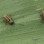 This agronomic image shows corn rootworm