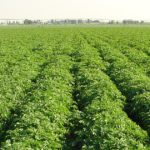 This agronomic image shows a potato field.