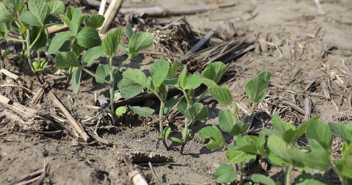 This agronomic image shows emerging soybeans